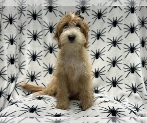 Miniature Labradoodle Puppy for sale in LAKELAND, FL, USA