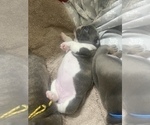 Small #9 French Bulldog