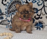 Small #4 Yoranian