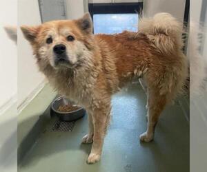 Chow Chow Dogs for adoption in Riverside, CA, USA