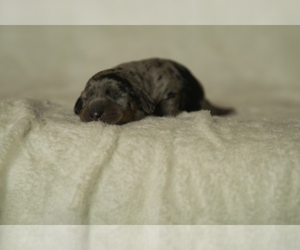 Medium Photo #3 Dachshund Puppy For Sale in NEVADA CITY, CA, USA