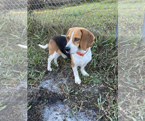 Medium Photo #1 Beagle Puppy For Sale in Tampa, FL, USA