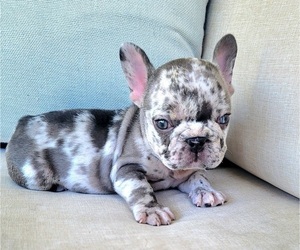 French Bulldog Puppy for Sale in LAS VEGAS, Nevada USA