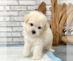 Small #4 Poodle (Toy)