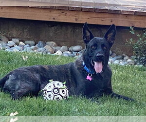 Holland Shepherd Dogs for adoption in Imlay City, MI, USA