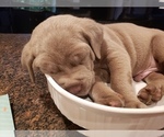 Small Photo #6 Cane Corso Puppy For Sale in PHILLIPSTON, MA, USA
