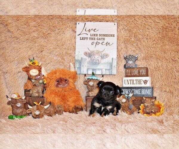 Medium Photo #53 Chihuahua Puppy For Sale in CHARLESTON, AR, USA