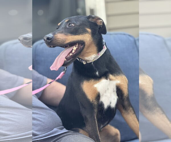 Medium Photo #3 Doberman Pinscher-German Shepherd Dog Mix Puppy For Sale in Brooklyn Center, MN, USA