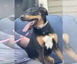 Small #2 Doberman Pinscher-German Shepherd Dog Mix