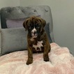 Small Photo #8 Boxer Puppy For Sale in NORCO, CA, USA