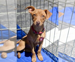 Miniature Pinscher-Unknown Mix Dogs for adoption in Wakefield, RI, USA