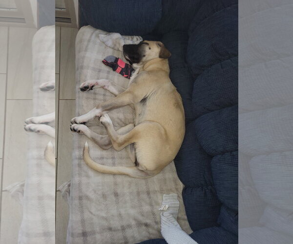 Medium Photo #4 Mastiff-Unknown Mix Puppy For Sale in Goodyear, AZ, USA