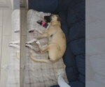 Small Photo #4 Mastiff-Unknown Mix Puppy For Sale in Goodyear, AZ, USA