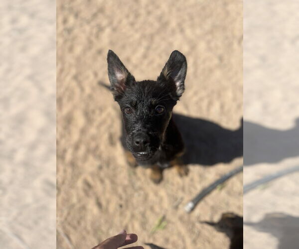 Medium Photo #5 Shepweiller Puppy For Sale in Dana Point, CA, USA