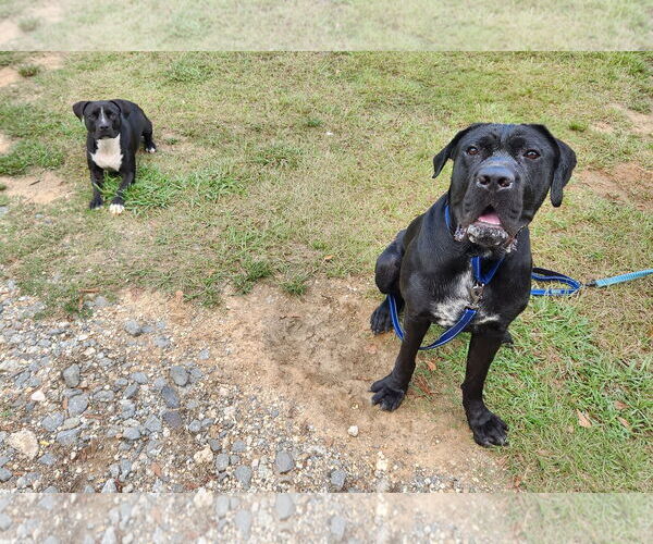Medium Photo #3 Mastiff Puppy For Sale in Shreveport, LA, USA