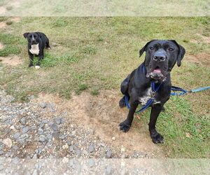 clifford - Male Mastiff Dog for Adoption - Photo #3