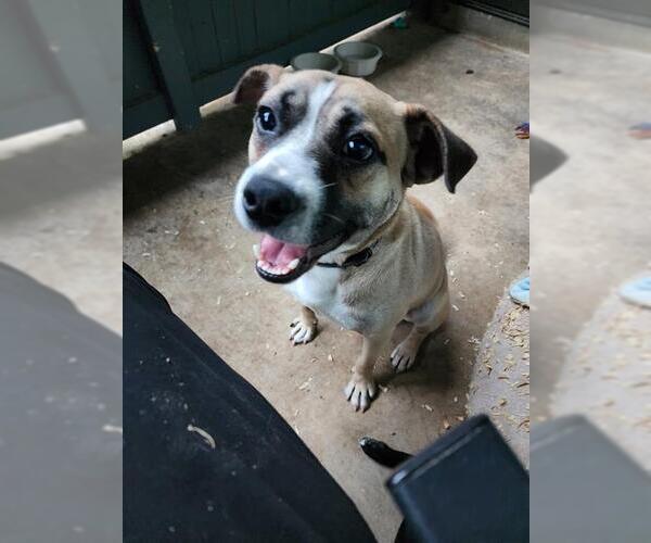 Medium Photo #1 American Staffordshire Terrier-Unknown Mix Puppy For Sale in San Antonio, TX, USA