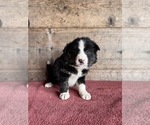 Small #15 Border Collie