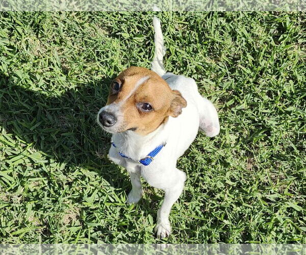 Medium Photo #11 Chiweenie Puppy For Sale in Princeton, MN, USA