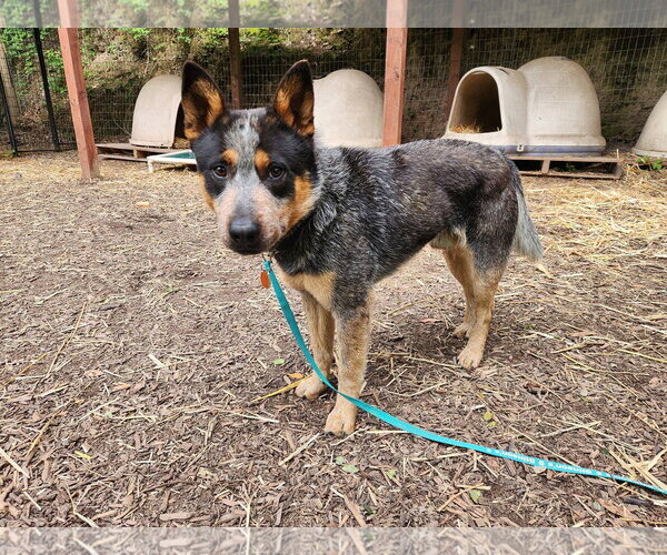 Medium Photo #1 Mutt Puppy For Sale in Paso Robles, CA, USA