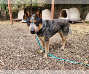 Mutt Dogs for adoption in Paso Robles, CA, USA