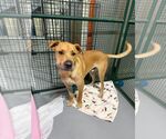 Small #3 Black Mouth Cur-Labrador Retriever Mix