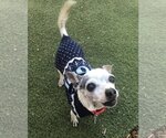 Small #1 Chihuahua