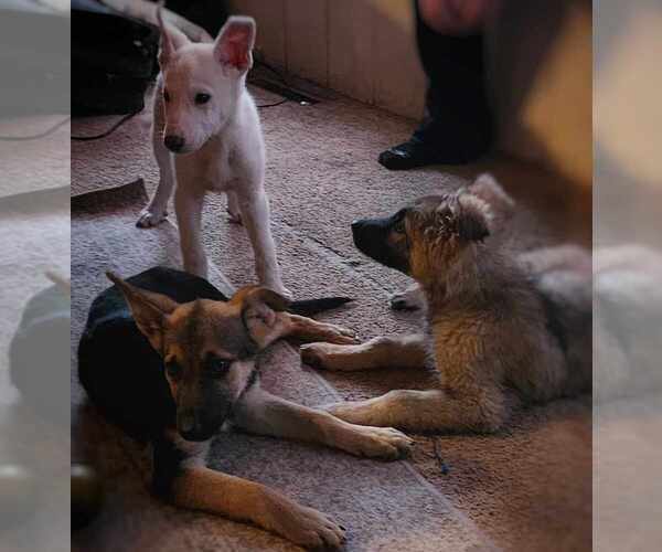 Medium Photo #4 German Shepherd Dog Puppy For Sale in HOLLAND, VA, USA