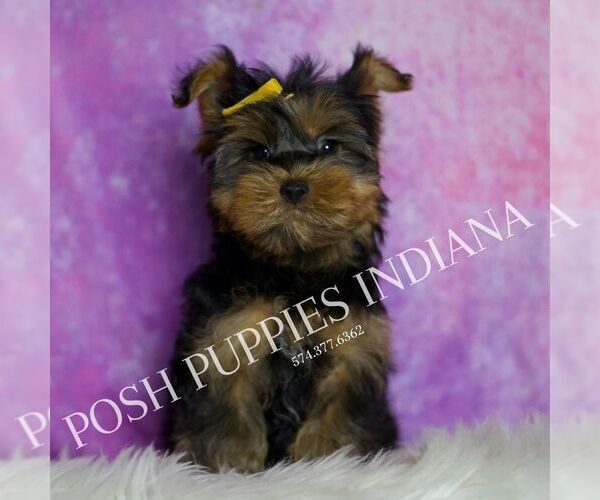 Medium Photo #1 Yorkshire Terrier Puppy For Sale in WARSAW, IN, USA
