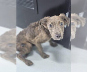Mutt Dogs for adoption in Temple, TX, USA