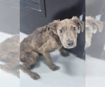 Small Mutt