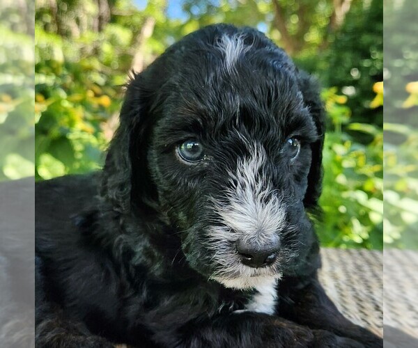 Medium Photo #3 F2 Aussiedoodle Puppy For Sale in COLUMBIA, TN, USA