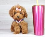 Small Photo #26 Poodle (Miniature) Puppy For Sale in LAS VEGAS, NV, USA
