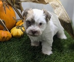 Puppy Adonis Havanese