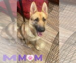 Small #28 German Shepherd Dog Mix
