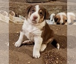 Puppy Melchior Border Collie-Newfoundland Mix