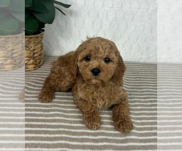 Medium Photo #3 Cavapoo Puppy For Sale in GREENFIELD, IN, USA