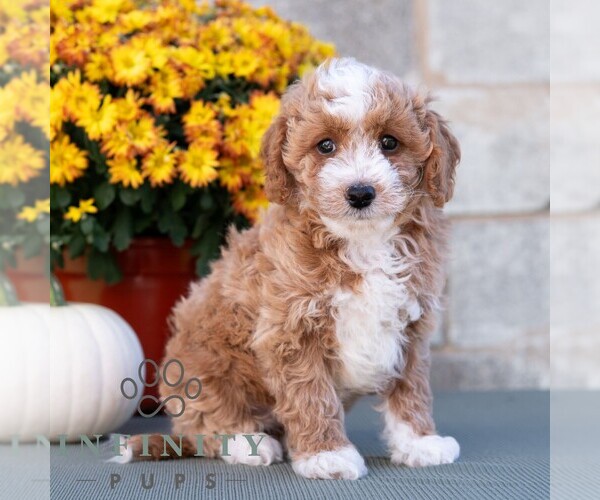 Medium Photo #5 Poodle (Miniature) Puppy For Sale in DORNSIFE, PA, USA