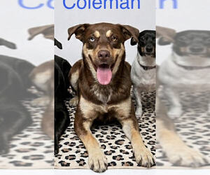 Australian Shepherd-Unknown Mix Dogs for adoption in Wakefield, RI, USA
