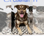 Small Australian Shepherd Mix