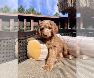 Labradoodle Puppy for sale in POLLOCK PINES, CA, USA