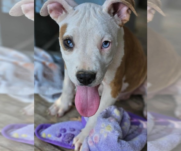 Medium Photo #10 American Pit Bull Terrier-Unknown Mix Puppy For Sale in Wakefield, RI, USA