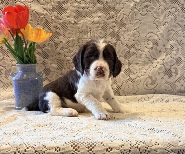 Medium Photo #2 English Springer Spaniel Puppy For Sale in OWEN, WI, USA