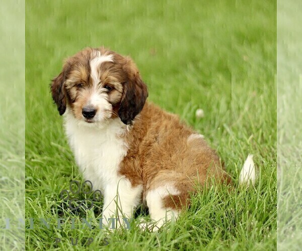 Medium Photo #4 Bernedoodle (Miniature) Puppy For Sale in NEW HOLLAND, PA, USA