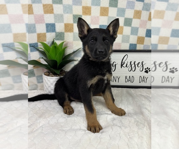 Medium Photo #6 German Shepherd Dog Puppy For Sale in FRANKLIN, IN, USA