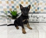 Small #5 German Shepherd Dog