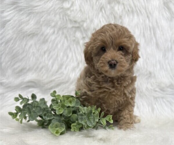 Medium Photo #3 Goldendoodle (Miniature) Puppy For Sale in WITHEE, WI, USA