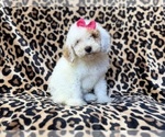 Small #6 Goldendoodle (Miniature)