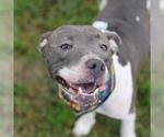 Small American Staffordshire Terrier Mix