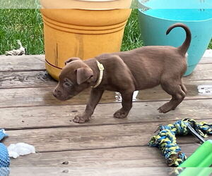 Mutt Dogs for adoption in Minneapolis, MN, USA